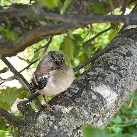 L'ancienne Raffinerie De Tabac Dom wakacyjny