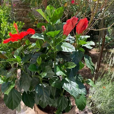 Dom wakacyjny L'ancienne Raffinerie De Tabac *