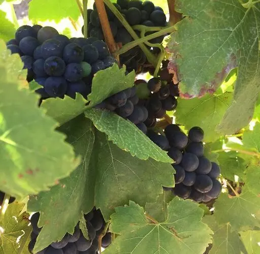 L'ancienne Raffinerie De Tabac Dernacueillette